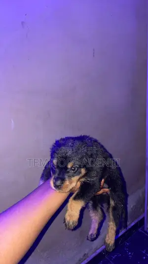 1-3 months Female Purebred Rottweiler