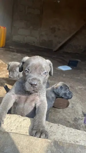 1-3 months Female Purebred Boerboel