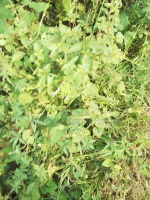 Prime Cornerpiece Land Available
