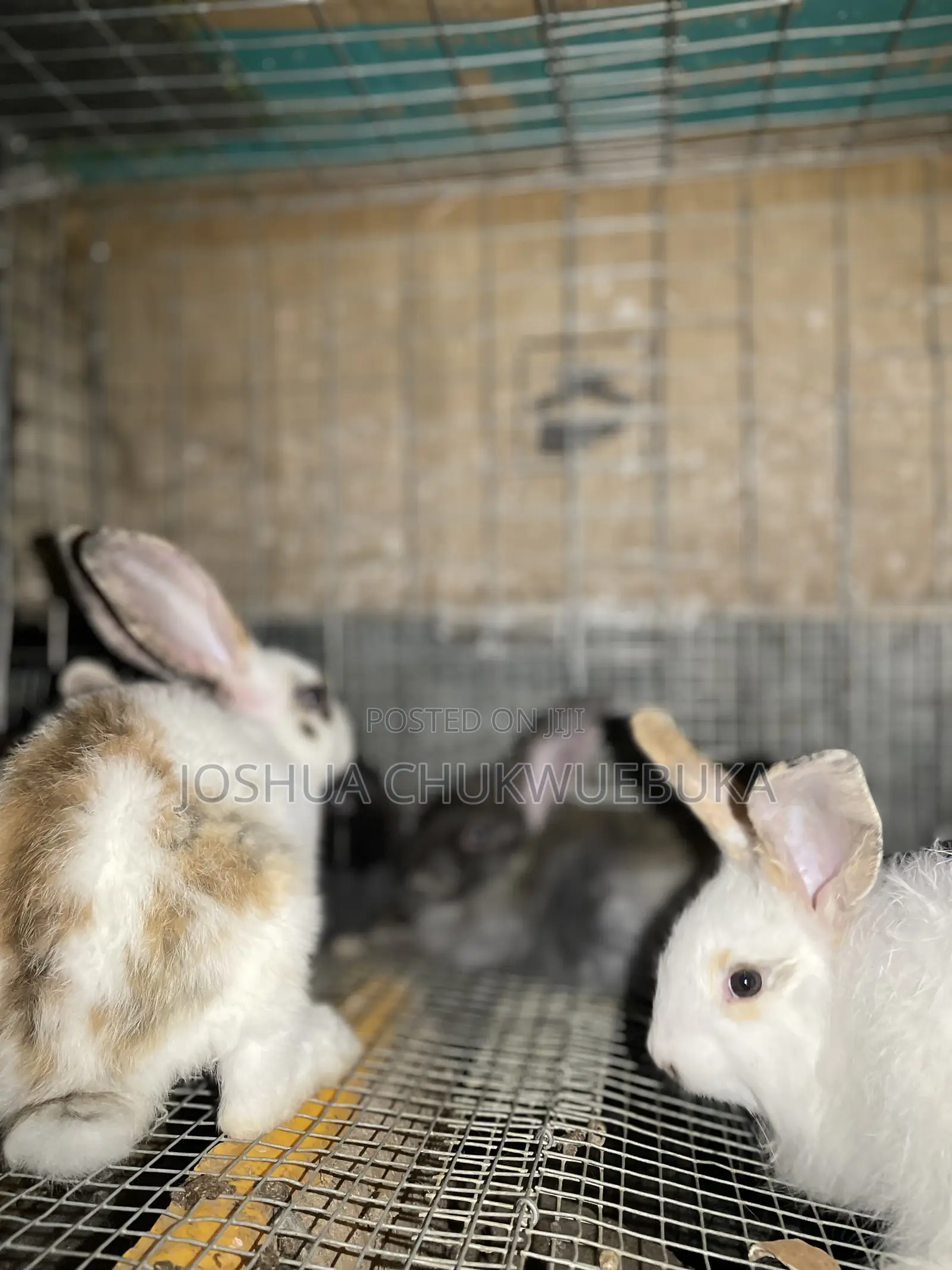 Lovely Pets