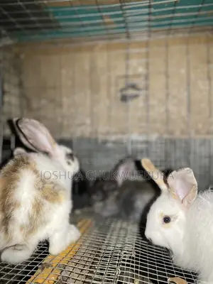 Lovely Pets