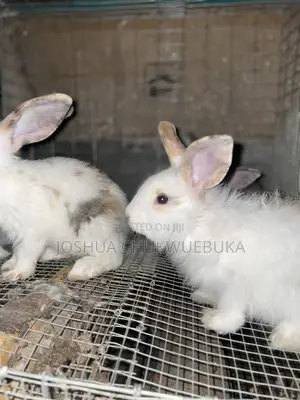Lovely Pets