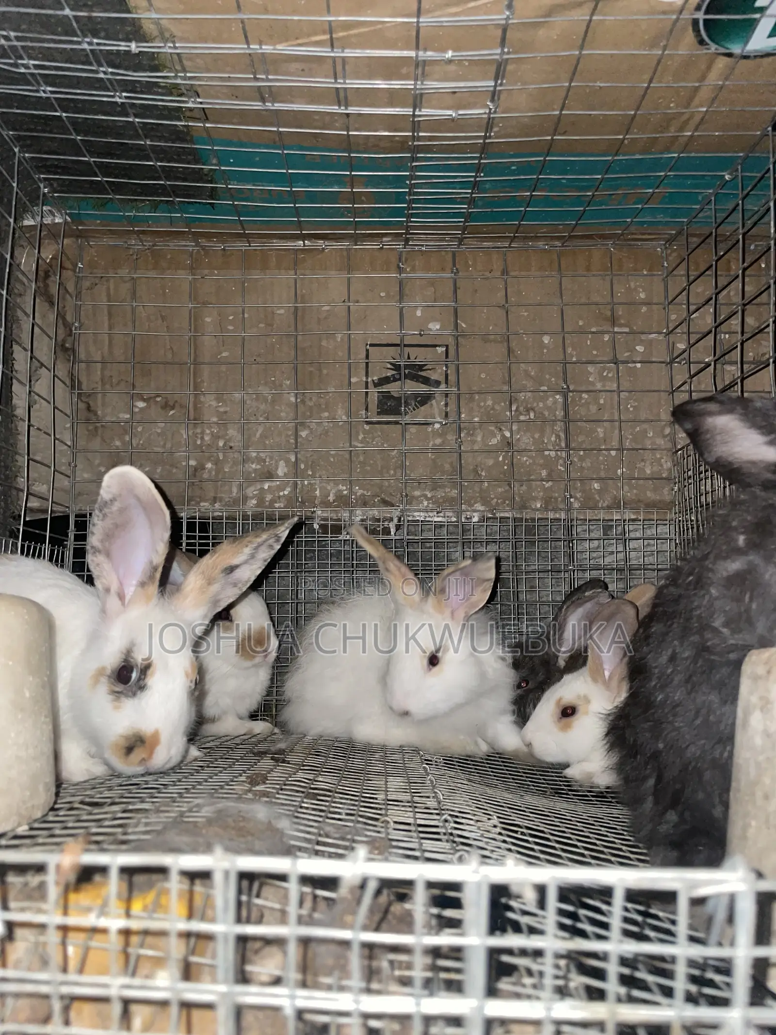 Lovely Pets