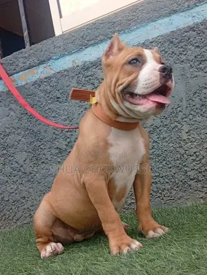 1-3 months Female Purebred American Bully