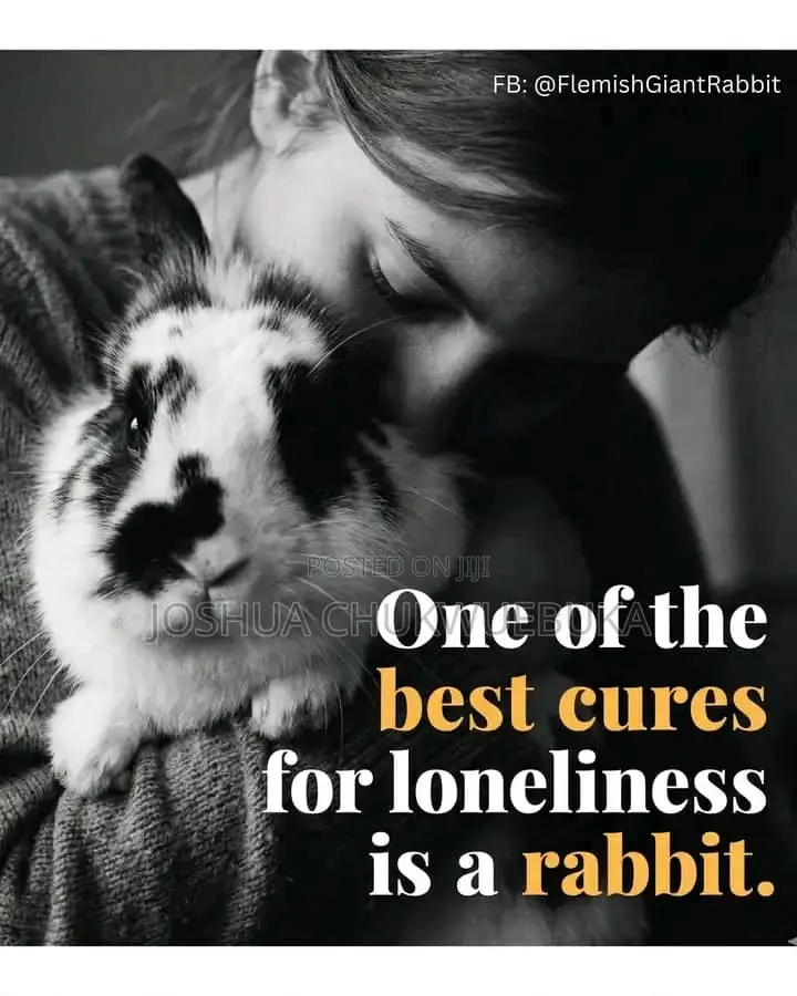 The Best Pets