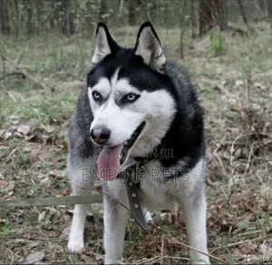 1+ year Female Purebred Siberian Husky