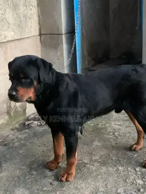 1+ year Male Purebred Rottweiler