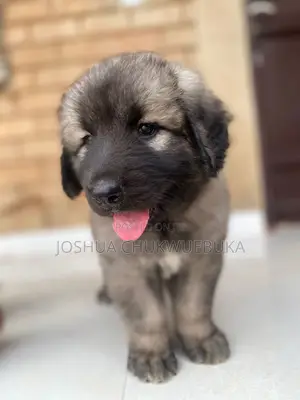 1-3 months Female Purebred Caucasian Shepherd