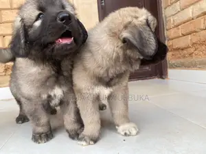 1-3 months Male Purebred Caucasian Shepherd