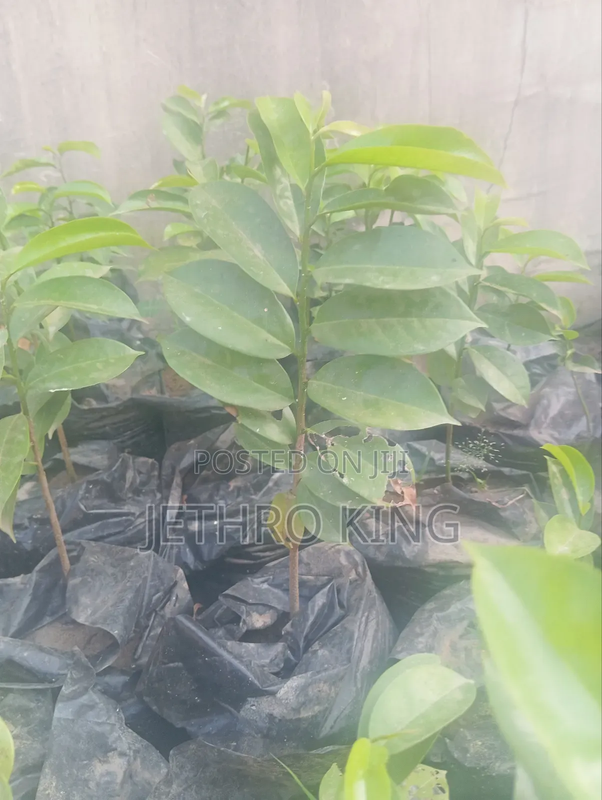 Soursop Seedlings