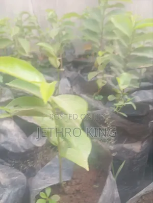 Soursop Seedlings
