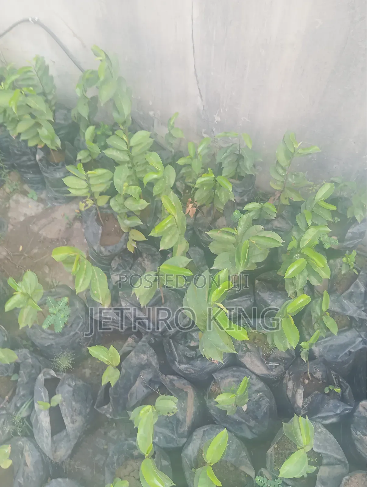Soursop Seedlings