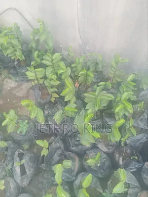 Soursop Seedlings