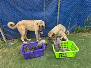 0-1 month Female Purebred Kangal