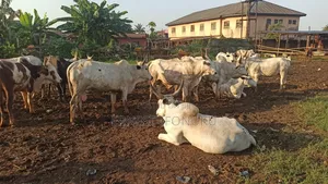 Cows for Sale in Benin City