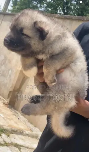 1-3 months Female Purebred Caucasian Shepherd