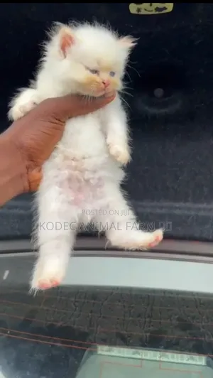 1-3 months Female Purebred Persian