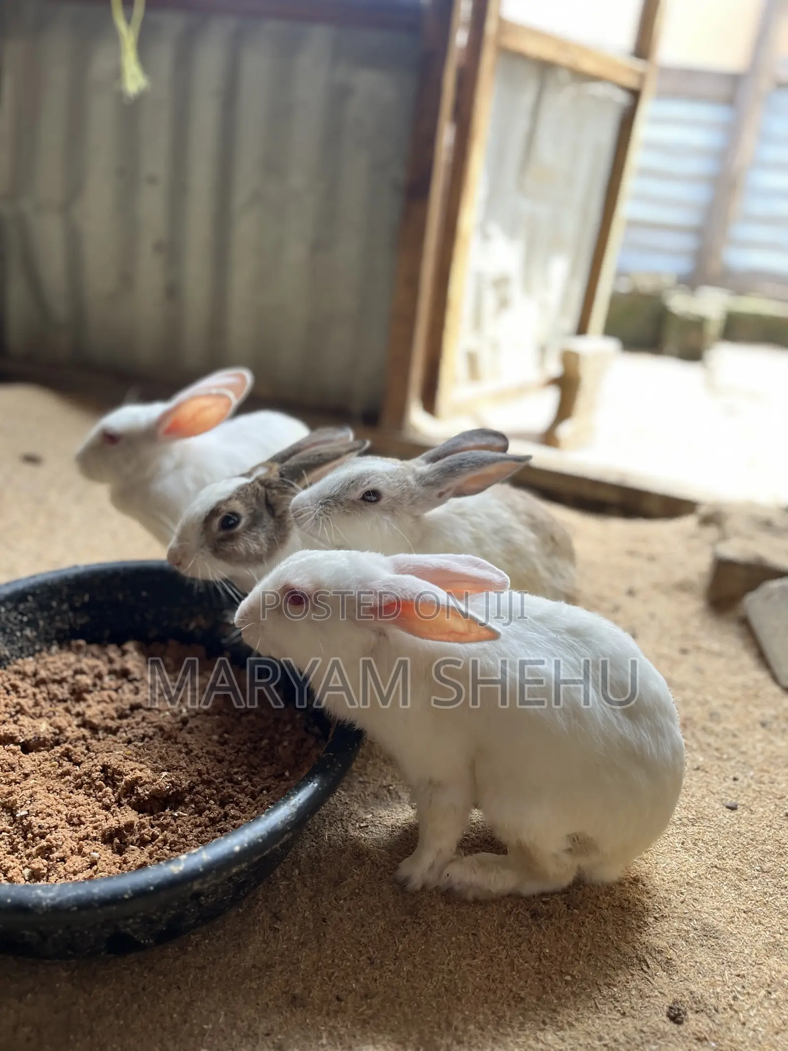 Mighty Bunny