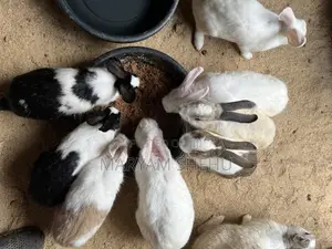 Mighty Bunny
