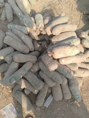 Medium Sizes of Yam