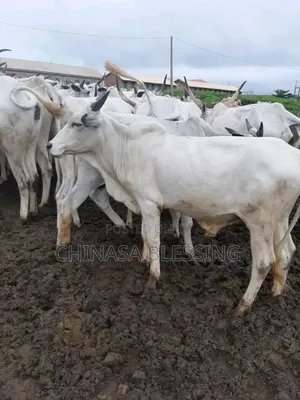 A Whole Cow