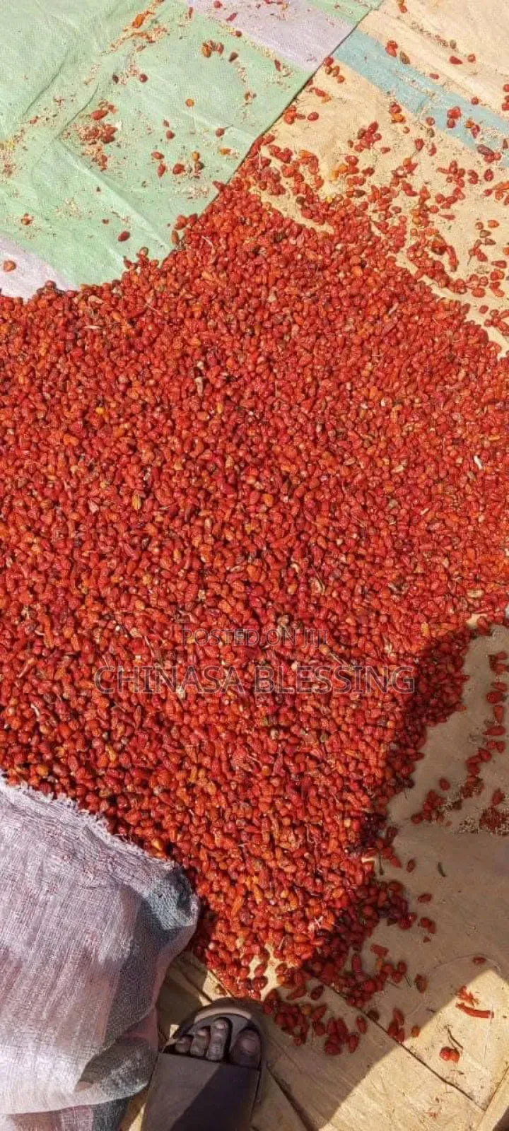 Small Seeds Pepper