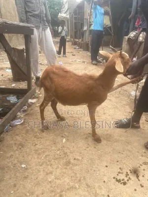Medium Size of Goat