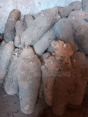 Very Big Sizes of Yam