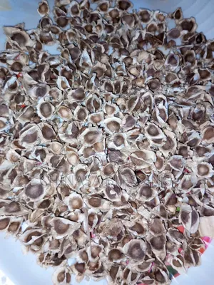 Moringa Seed