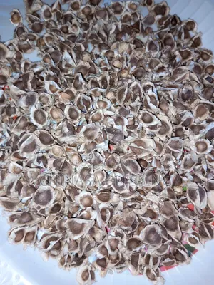 Moringa Seed