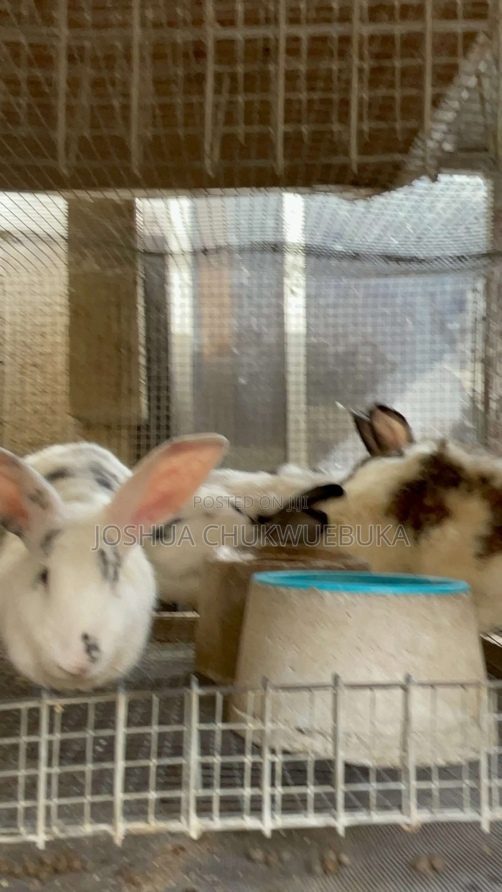 Quality Breeding Stocks