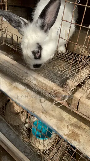 Quality Breeding Stocks