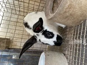 Quality Breeding Stocks