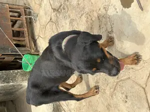 1+ year Female Purebred Rottweiler