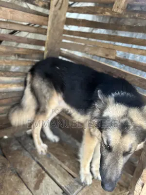 1+ year Male Mixed Breed German Shepherd