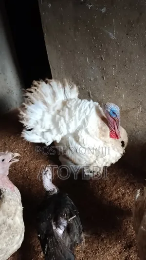 Organic Turkey for Sale