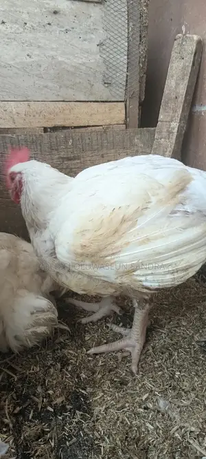 Big Broiler Chicken