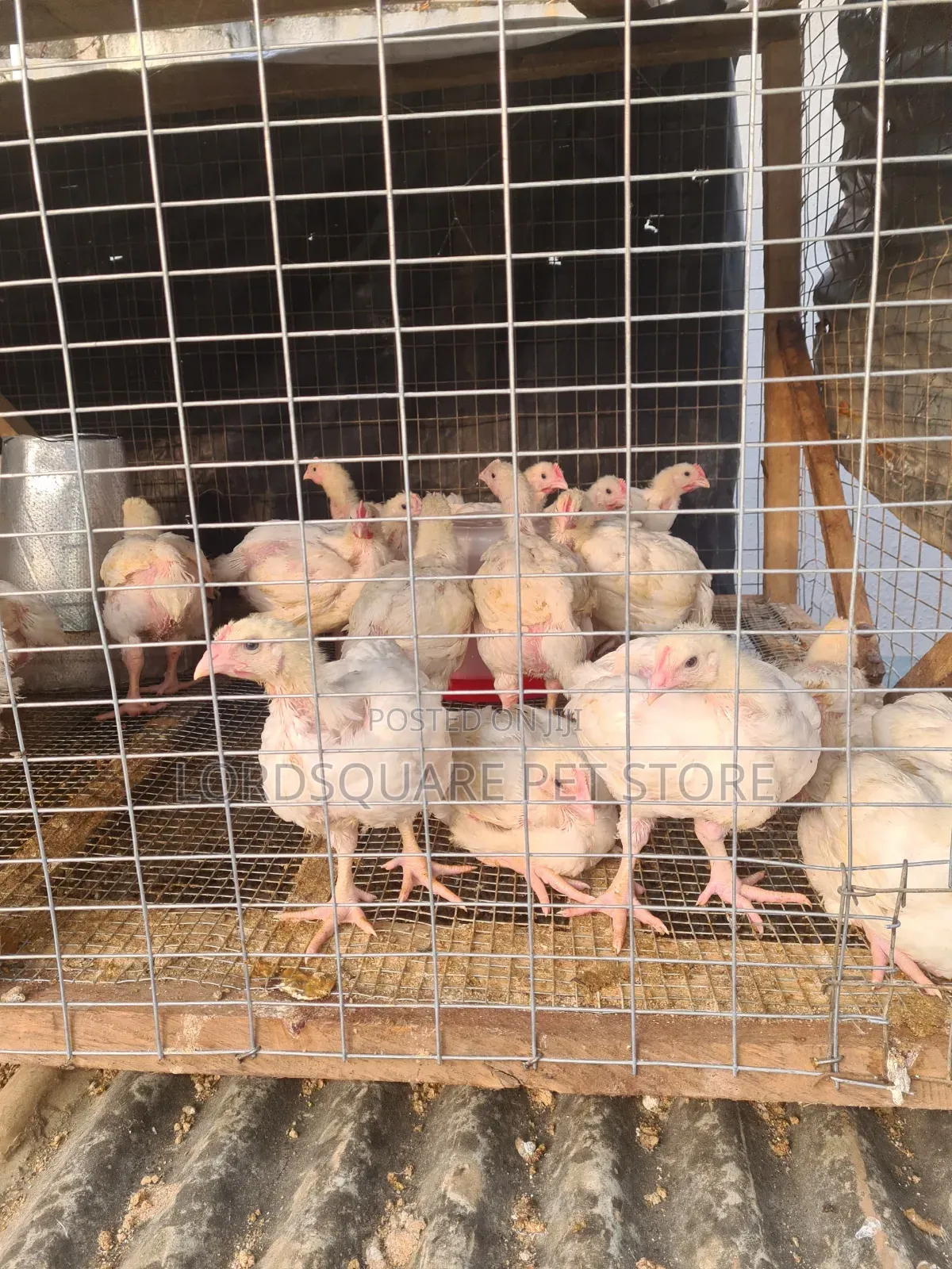 Aggregated Broilers Chicken
