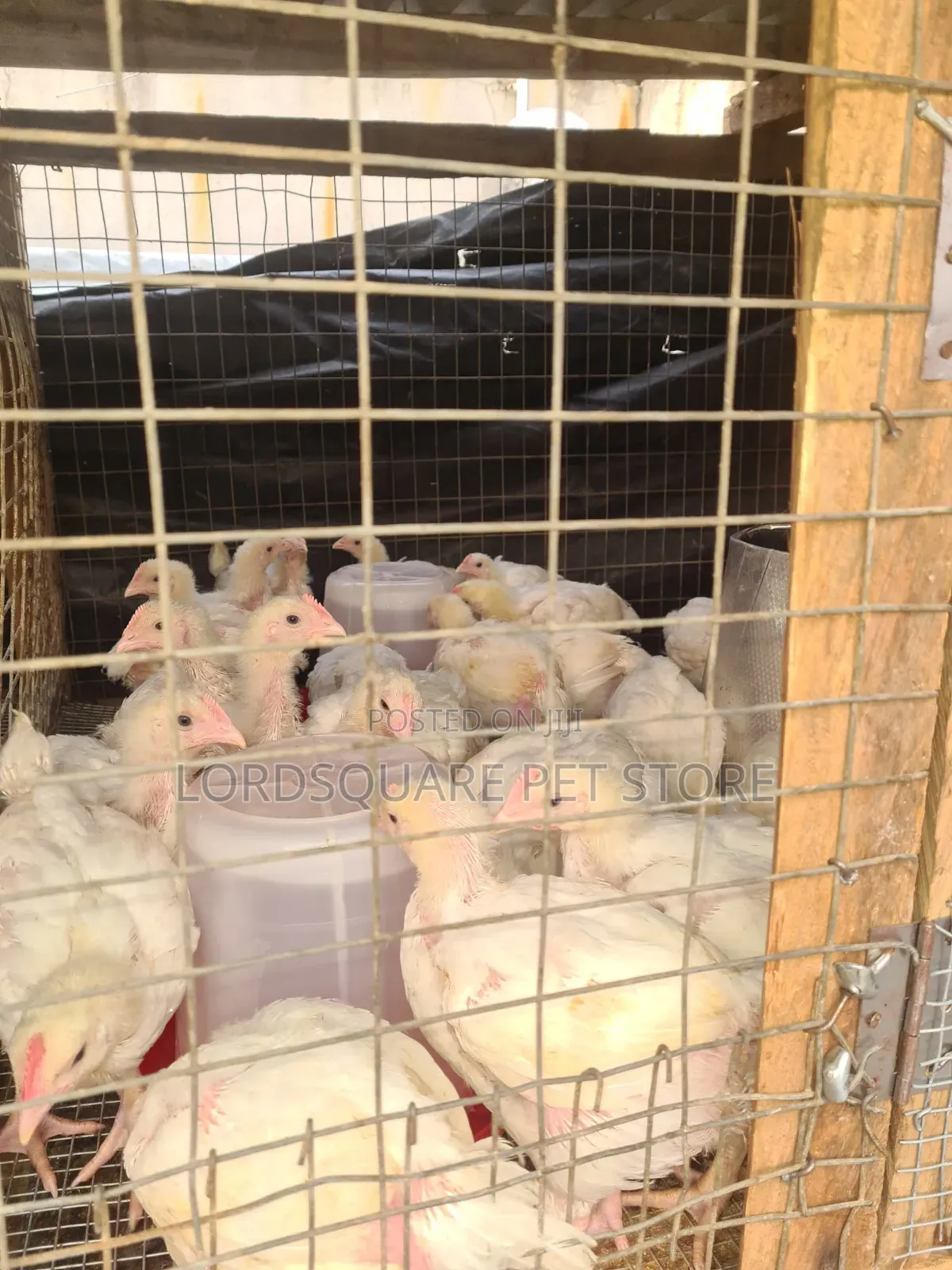 Aggregated Broilers Chicken