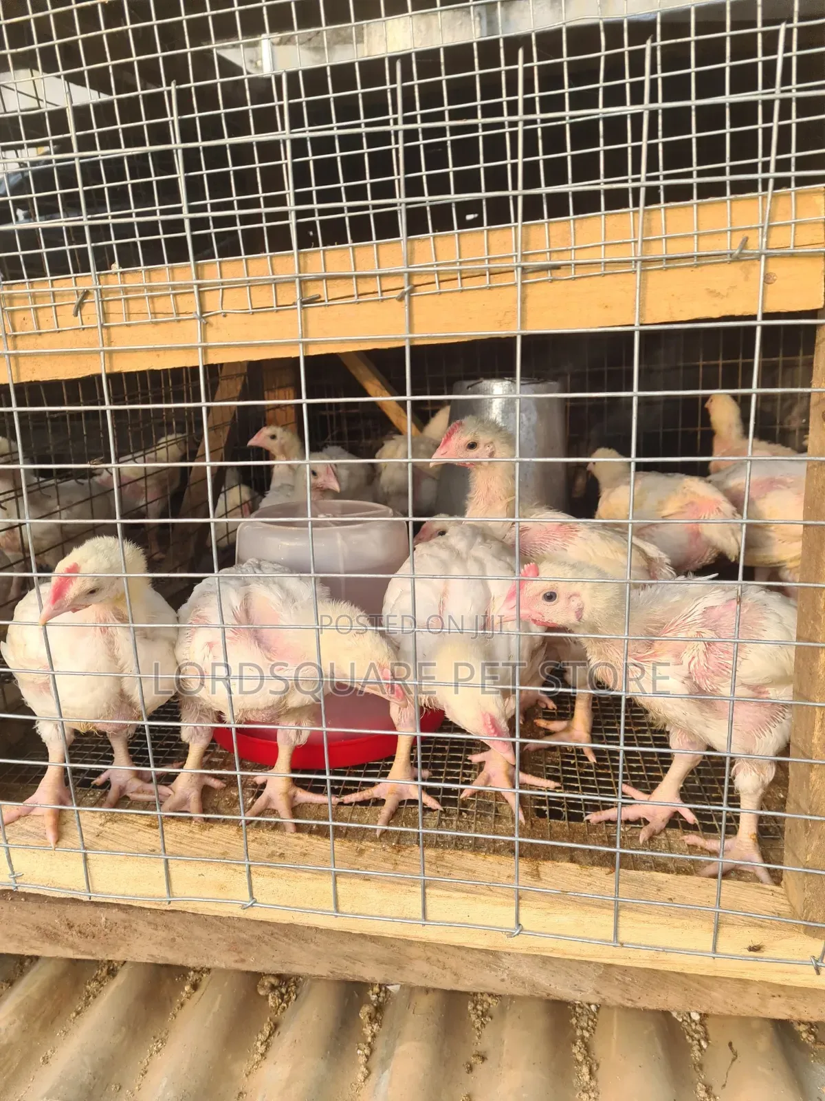Aggregated Broilers Chicken