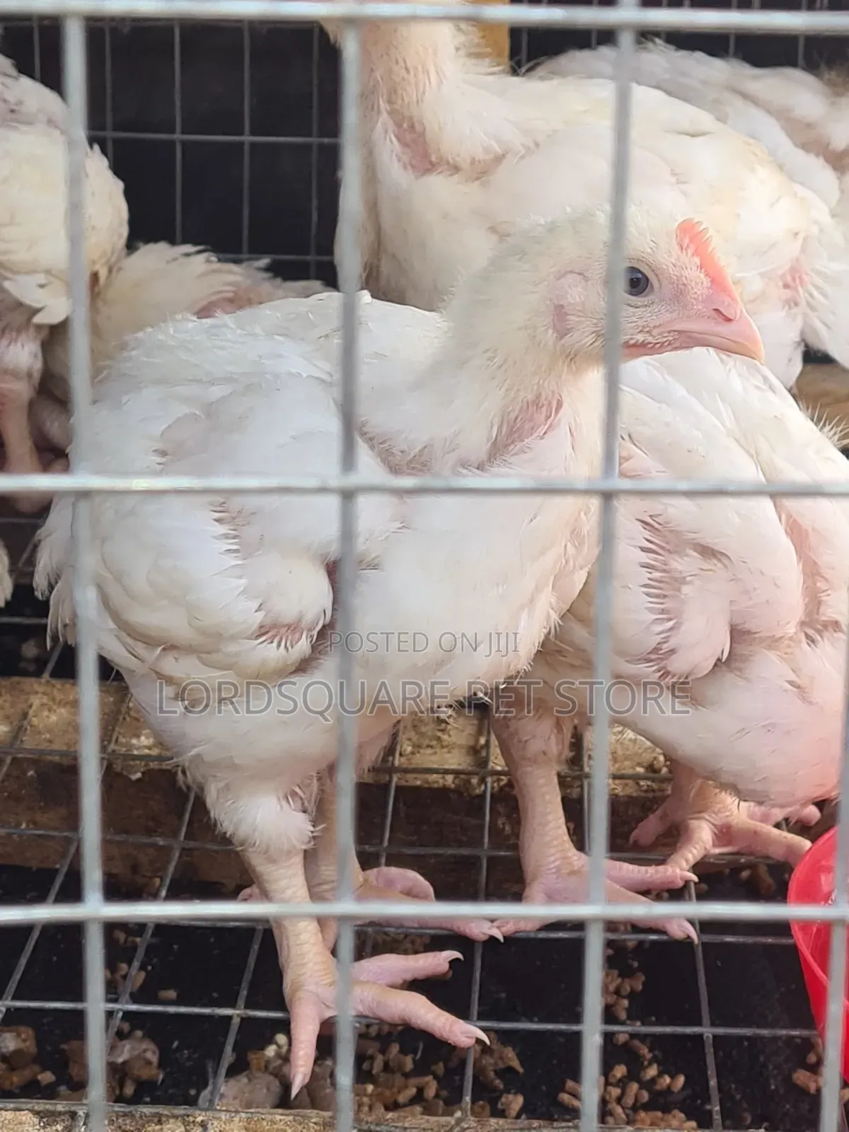 Aggregated Broilers Chicken