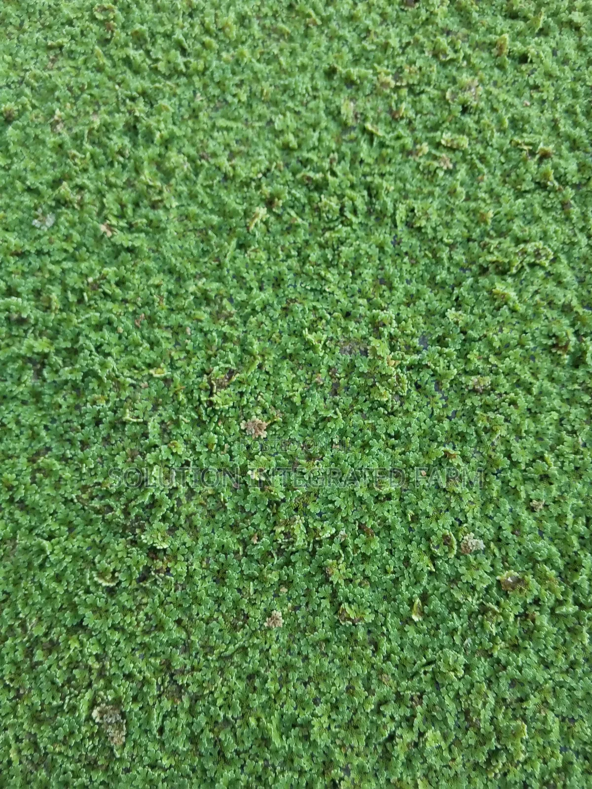 Azolla Feed