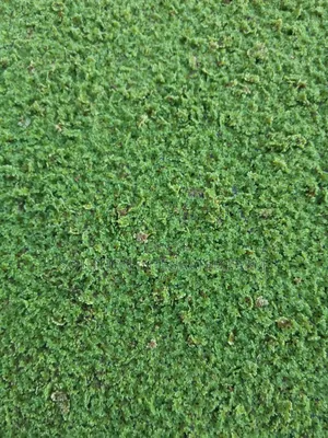 Azolla Feed