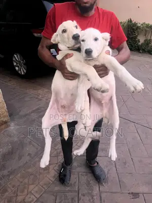 1-3 months Male Purebred Alabai