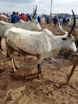 Healthy Cows