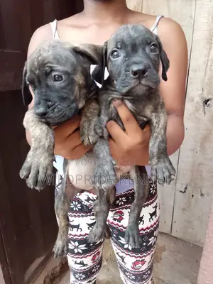 1-3 months Female Purebred Boerboel