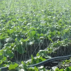 Rain Hose, (Hadari) Spary Tube