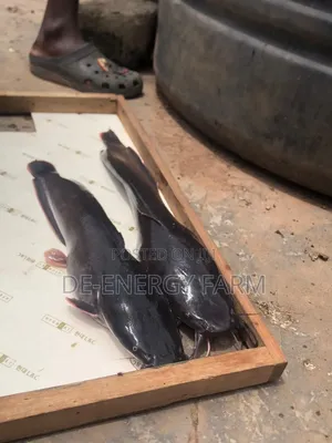 Fresh Catfish