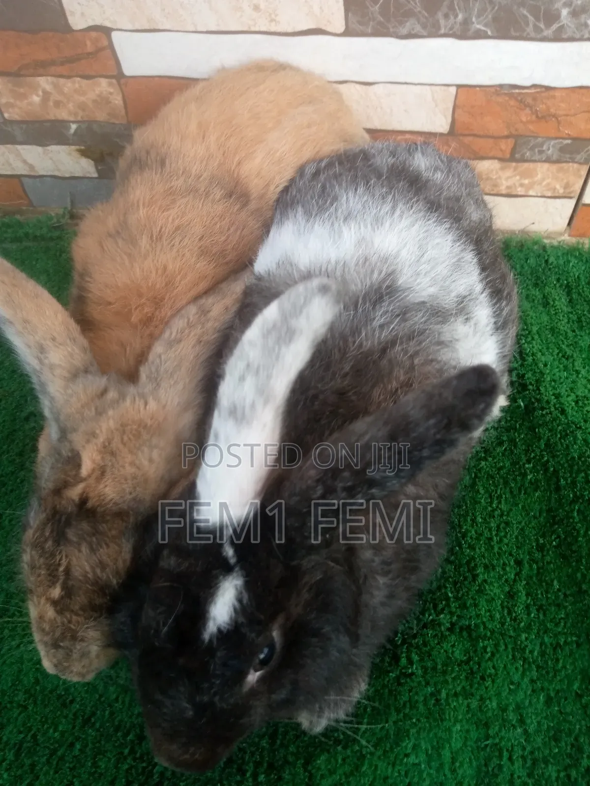 Matured Buck Rabbit