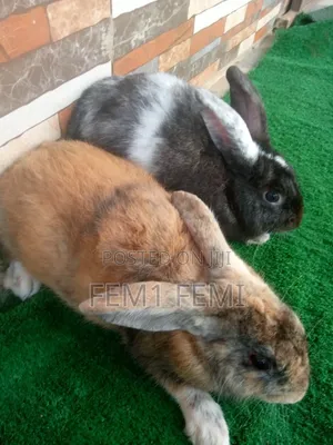 Matured Buck Rabbit
